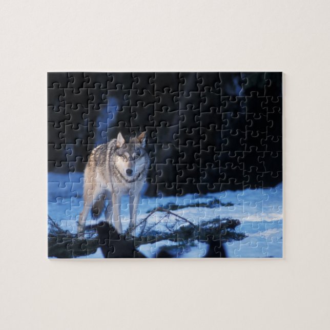 Quebra-cabeça lobo cinzento, Canis lupus, nos contrafortes (Horizontal)