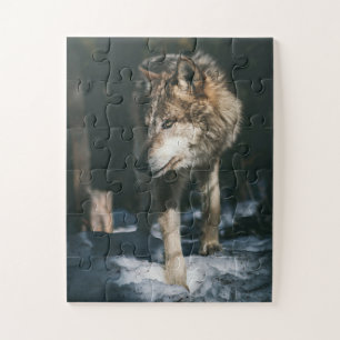 Quebra-cabeça Lobo no Animal Selvagem