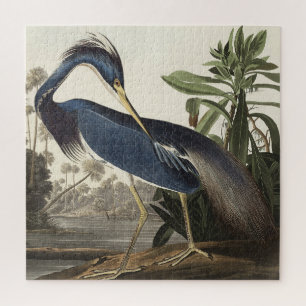 Quebra-cabeça Louisiana Heron de Birds da América