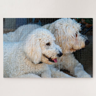Quebra-cabeça Love Goldendoodles