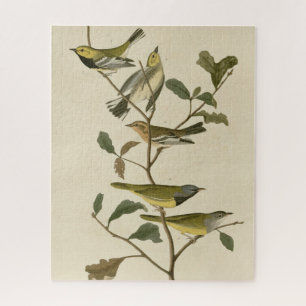 Quebra-cabeça Luto, Outros Warblers, Aves de Audubon da América