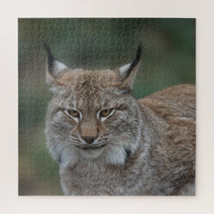Quebra-cabeça Lynx Olhando Para Você