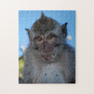 Quebra-cabeça Macaco