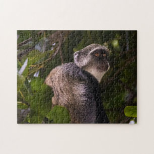 Quebra-cabeça Macaco azul, Zanzibar