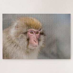 Quebra-cabeça Macaco Brown Snow, fotografia japonesa