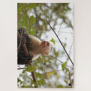 Quebra-cabeça Macaco Curioso, Costa Rica Capuchin