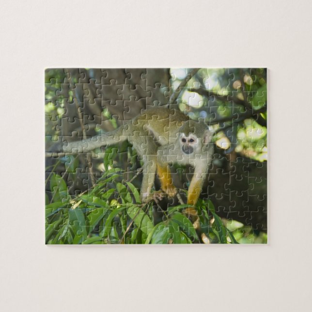 Quebra-cabeça Macaco-de-cheiro-comum, (Saimiri sciureus), Rio (Horizontal)