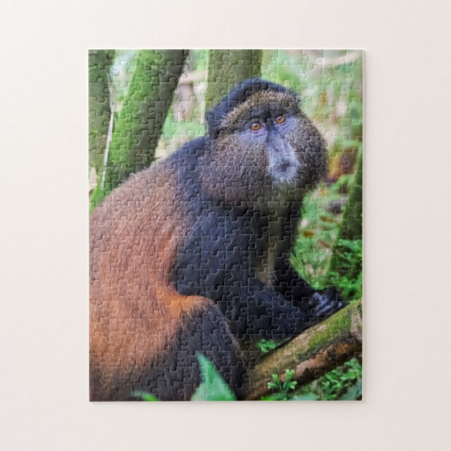 Quebra-cabeça Macaco Dourado, Ruanda (Vertical)