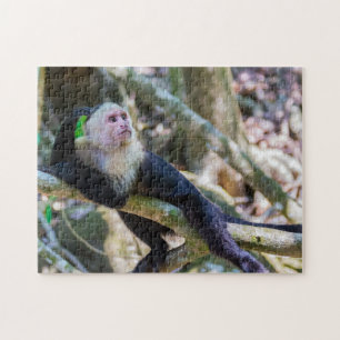Quebra-cabeça Macaco-prego branco-branco-claro - Costa Rica