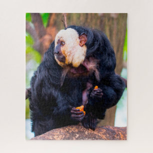 Quebra-cabeça Macaco Saki Cara Branca.