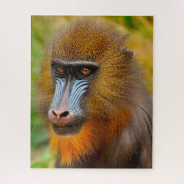 Quebra-cabeça Macacos Mandril.