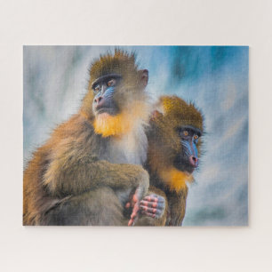 Quebra-cabeça Macacos Mandril.