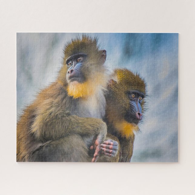Quebra-cabeça Macacos Mandril. (Horizontal)