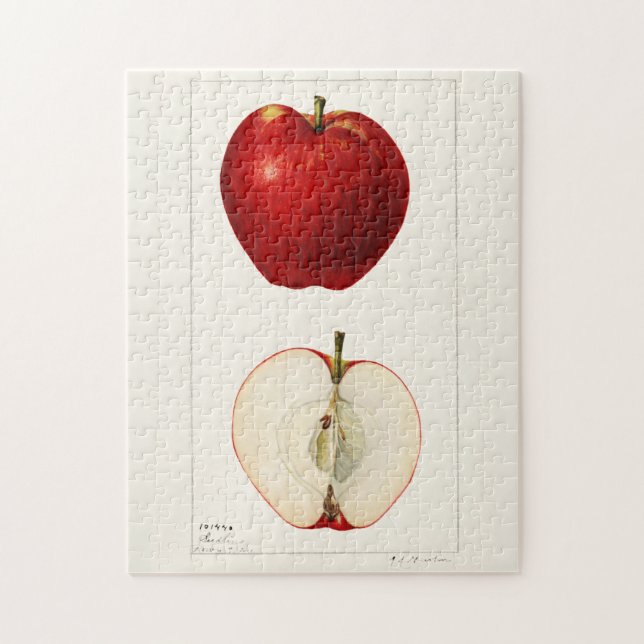 Quebra-cabeça Maçãs (Malus Domestica) Fruta Impressão por Aquare (Vertical)