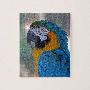 Quebra-cabeça Macaw azul e Dourado