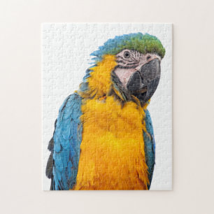 Quebra-cabeça Macaw azul e Dourado