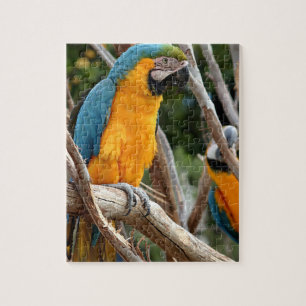 Quebra-cabeça Macaw azul e Dourado