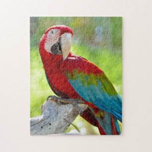 Quebra-cabeça Macaw que senta-se no ramo