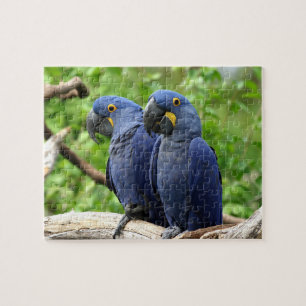 Quebra-cabeça Macaws de Hyacinth