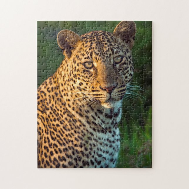 Quebra-cabeça Macho de leopardo (Panthera Pardus) filhote totalm (Vertical)