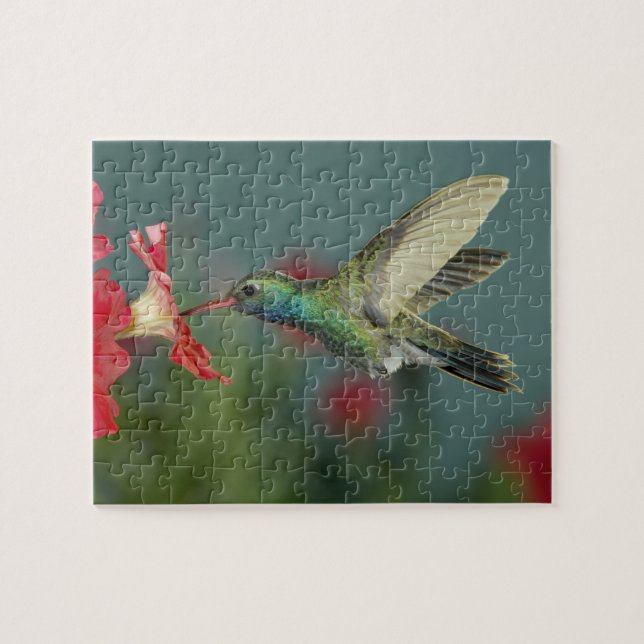 Quebra-cabeça macho se alimentando de Petúnia, Madera Canyon, Ar (Horizontal)