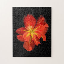 Macro de Begonia Laranja Vibrante