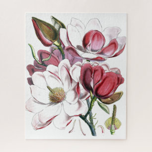 Quebra-cabeça Magnolia Asia Flower Vintage Antiga Ilustração