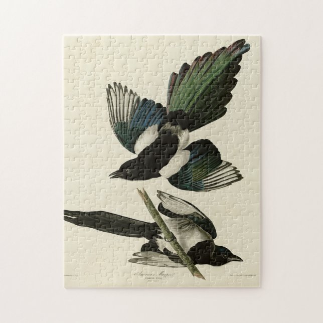 Quebra-cabeça Magpie Americano das Aves da América de Audubon (Vertical)