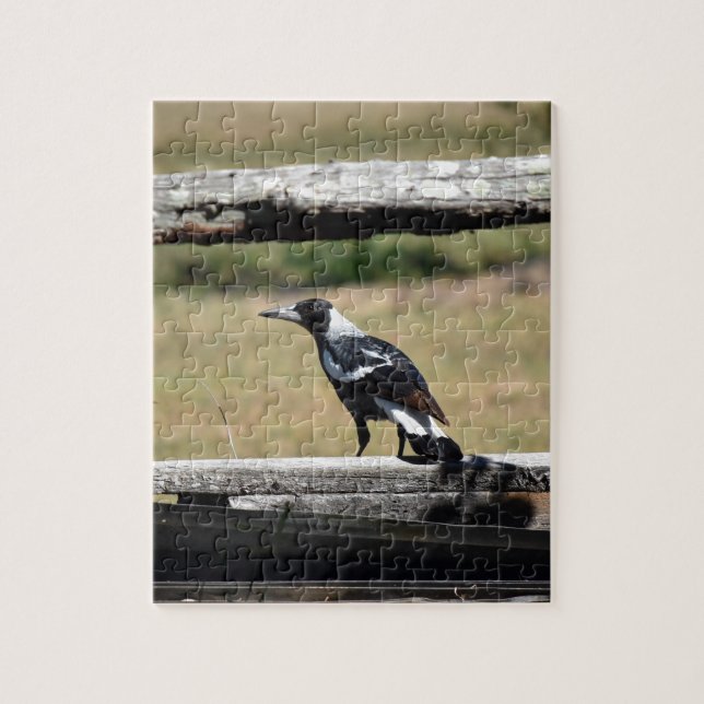 QUEBRA-CABEÇA MAGPIE NA CERCA QUEENSLAND RURAL AUSTRÁLIA (Vertical)