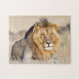 Quebra-cabeça Majestic lion photo