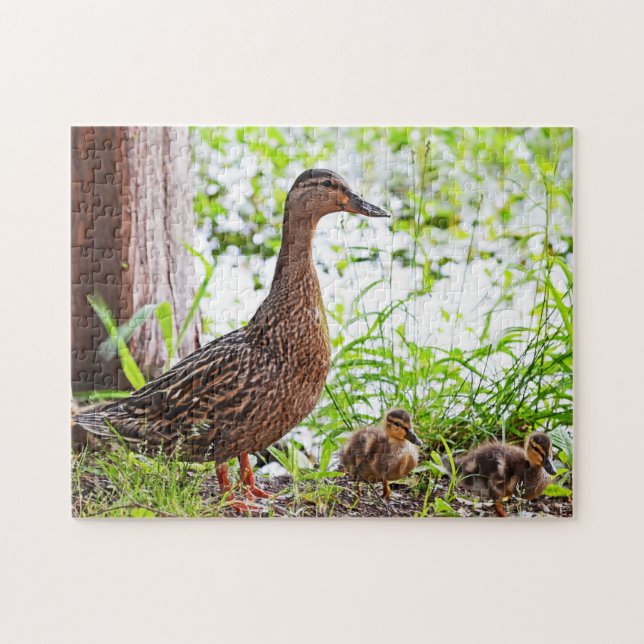 Quebra-cabeça Mallard and Ducklings by Shirley Taylor (Horizontal)
