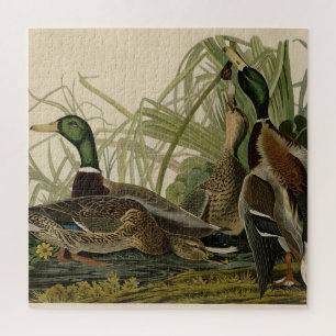 Quebra-cabeça Mallard Duck do Pássaro da América de Audubon