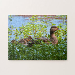Quebra-cabeça Mallard e Ducklings - Natação de Shirley Taylor