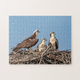 Quebra-cabeça Mamãe Osprey com seus filhos