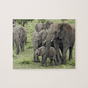 Quebra-cabeça manada de elefante-africano, Loxodonta africana, 2