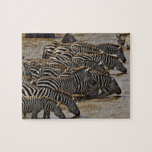 Quebra-cabeça Manada de Zebras-de-Burchell bebendo do Mara