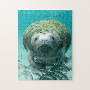 Quebra-cabeça Manatee Flórida.