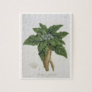 Quebra-cabeça Mandragora Officinarum 'de Phytographie Medicale