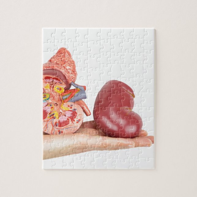 Quebra-cabeça Mão lisa que mostra o rim humano modelo (Vertical)