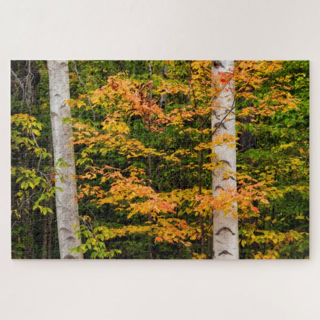 Quebra-cabeça Maple & White Birch | Montanhas brancas, NH (Horizontal)