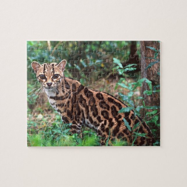 Quebra-cabeça Margay, Leopardus wiedi, original para o México (Horizontal)