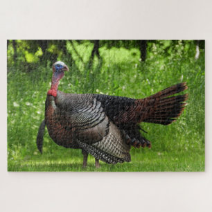 Quebra-cabeça Mature Male Wild Turkey Exibindo Penas