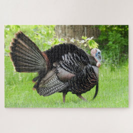 Quebra-cabeça Mature Male Wild Turkey Exibindo Penas
