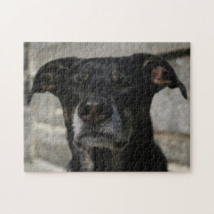Quebra-cabeça Mau de Duro de criação do Shepherd Black Dog Mix