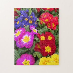 Quebra-cabeça Medalha Floral Colorida do Springtime de Primulas