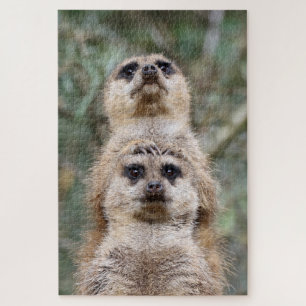 Quebra-cabeça Meerkat 081