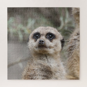 Quebra-cabeça Meerkat 082