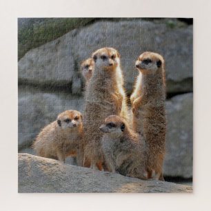 Quebra-cabeça Meerkat 110