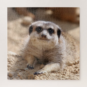 Quebra-cabeça Meerkat 174
