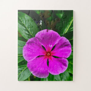 Quebra-cabeça Memória Radiante em Flor Vinca Magenta Botânica